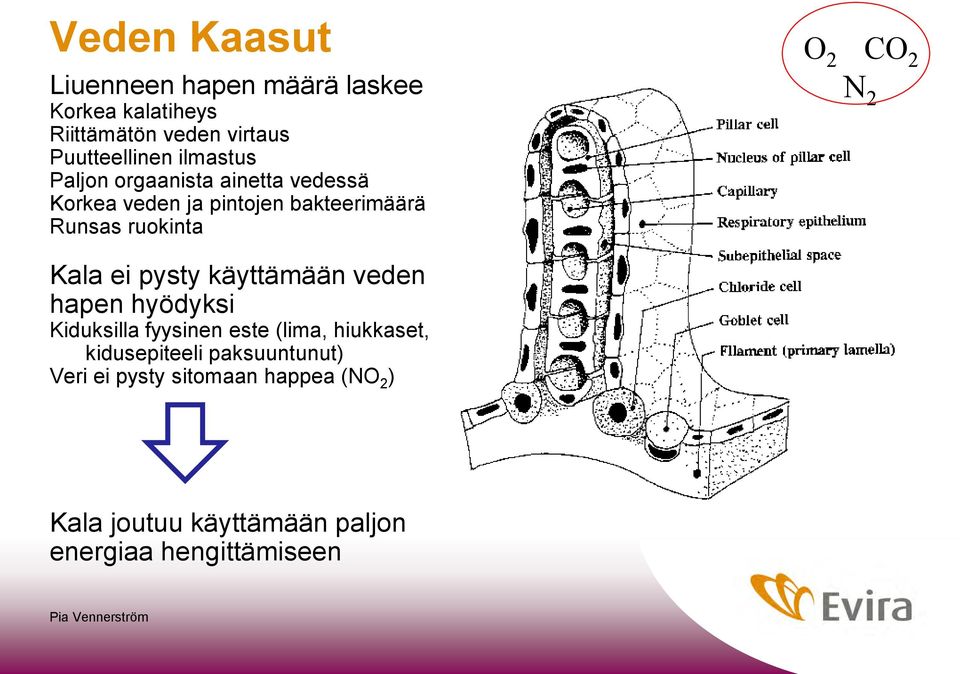 ei pysty käyttämään veden hapen hyödyksi Kiduksilla fyysinen este (lima, hiukkaset, kidusepiteeli