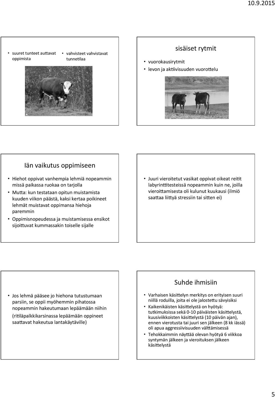 ensikot sijoiduvat kummassakin toiselle sijalle Juuri vieroitetut vasikat oppivat oikeat rei7t labyrinjtesteissä nopeammin kuin ne, joilla vieroidamisesta oli kulunut kuukausi (ilmiö saadaa liidyä