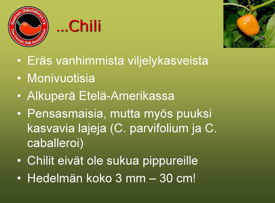 puuksi kasvavia lajeja (C. parvifolium ja C.