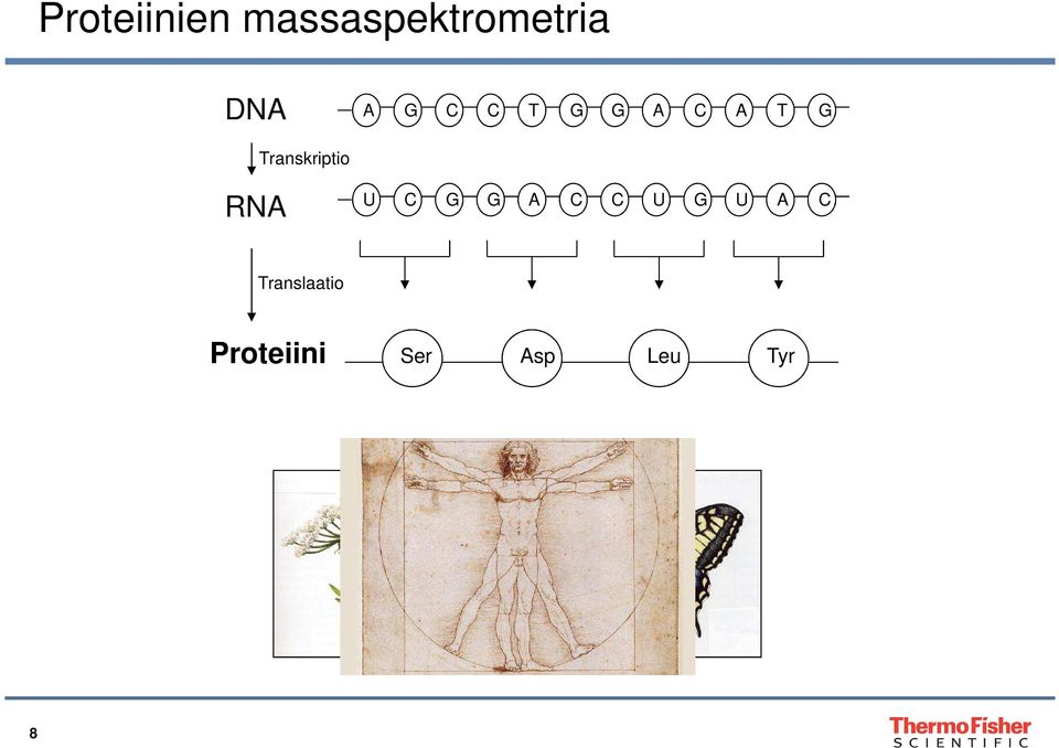 Transkriptio RNA U C G G A C C U G