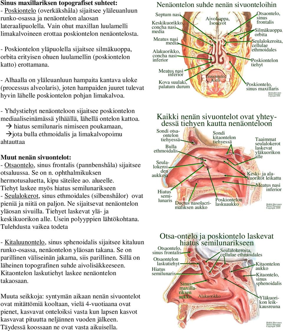 - Alhaalla on yläleuanluun hampaita kantava uloke (processus alveolaris), joten hampaiden juuret tulevat hyvin lähelle poskiontelon pohjan limakalvoa.