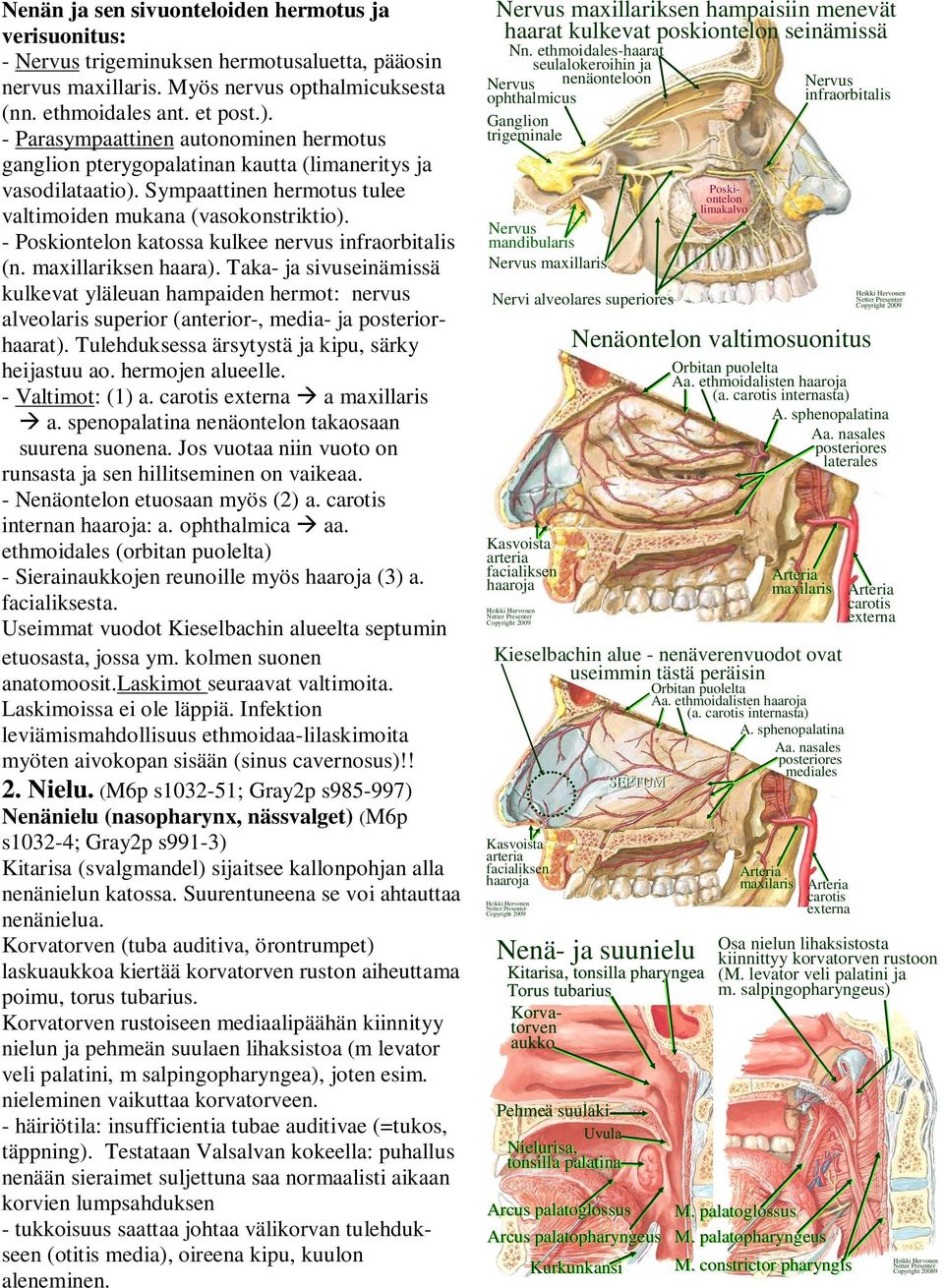 - katossa kulkee nervus infraorbitalis (n. maxillariksen haara). Taka- ja sivuseinämissä kulkevat yläleuan hampaiden hermot: nervus alveolaris superior (anterior-, media- ja posteriorhaarat).