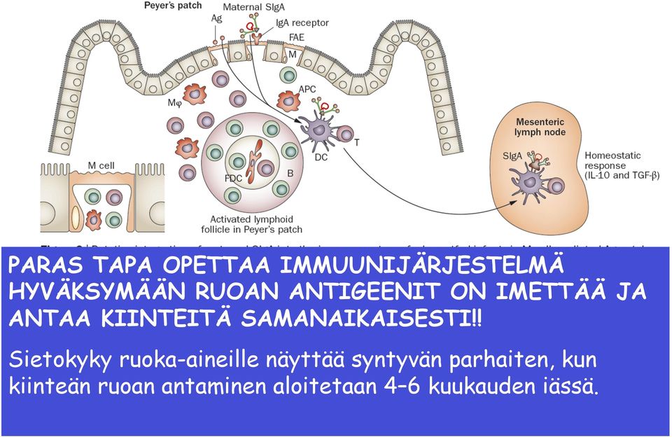 ! Sietokyky ruoka-aineille näyttää syntyvän parhaiten,