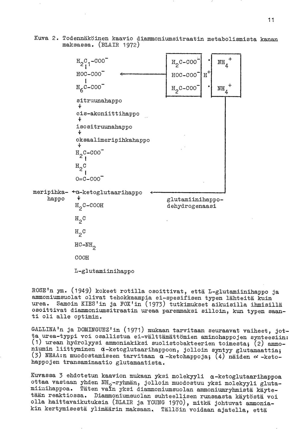 0-000- meripihka- 4-a-ketoglutaarihappo happo H20-COOH H 2 C-000- H 2 C H 2 C HC-NH 2 COOH L-glutamiinihappo ROSEIn ym.