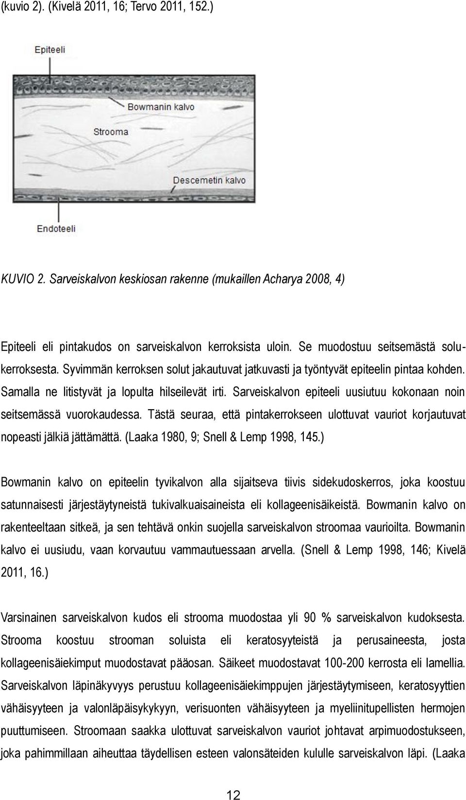 Sarveiskalvon epiteeli uusiutuu kokonaan noin seitsemässä vuorokaudessa. Tästä seuraa, että pintakerrokseen ulottuvat vauriot korjautuvat nopeasti jälkiä jättämättä.