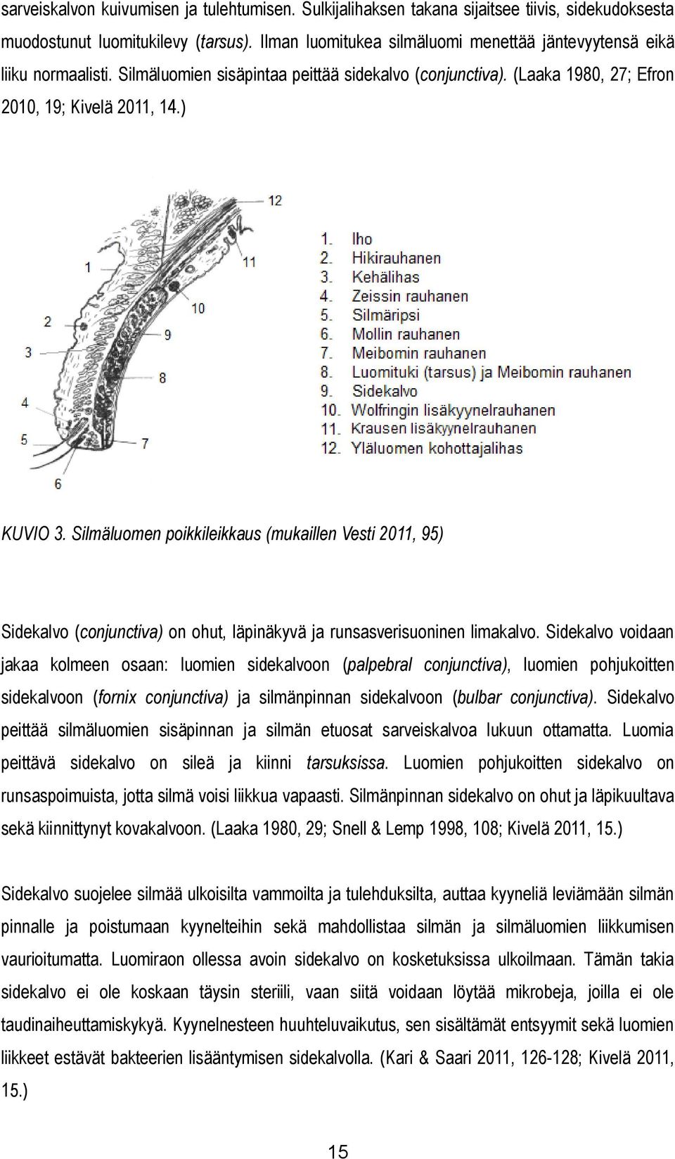 Silmäluomen poikkileikkaus (mukaillen Vesti 2011, 95) Sidekalvo (conjunctiva) on ohut, läpinäkyvä ja runsasverisuoninen limakalvo.