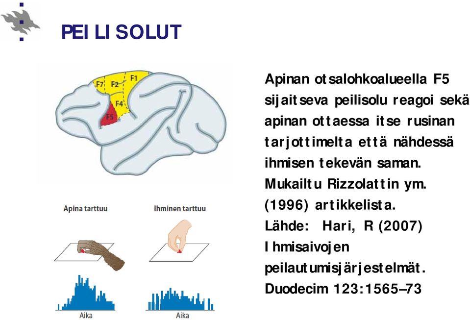 tekevän saman. Mukailtu Rizzolattin ym. (1996) artikkelista.