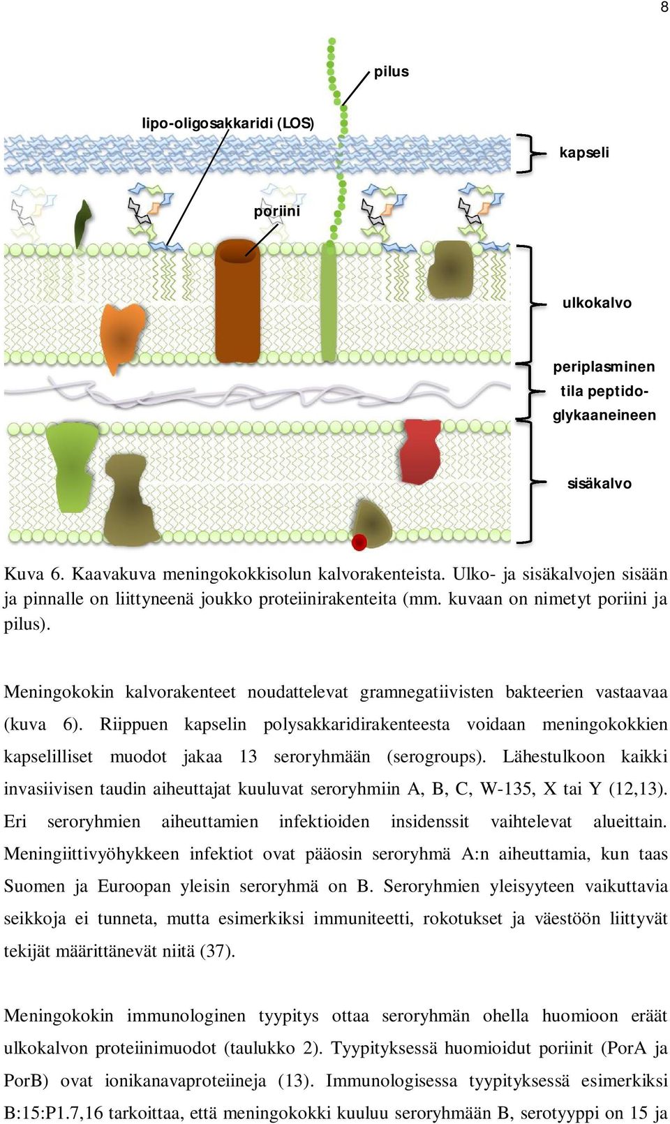 Meningokokin kalvorakenteet noudattelevat gramnegatiivisten bakteerien vastaavaa (kuva 6).