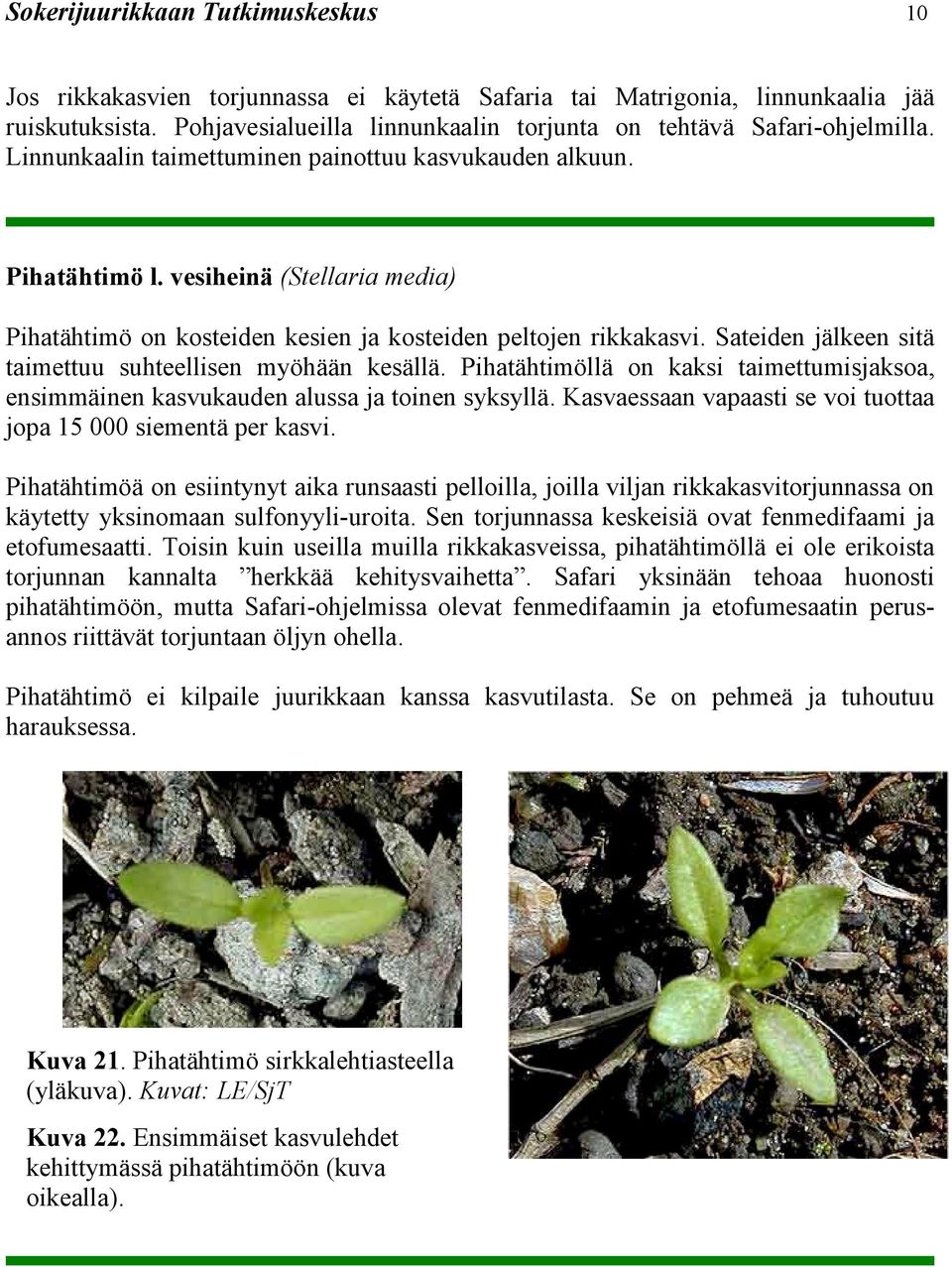 vesiheinä (Stellaria media) Pihatähtimö on kosteiden kesien ja kosteiden peltojen rikkakasvi. Sateiden jälkeen sitä taimettuu suhteellisen myöhään kesällä.