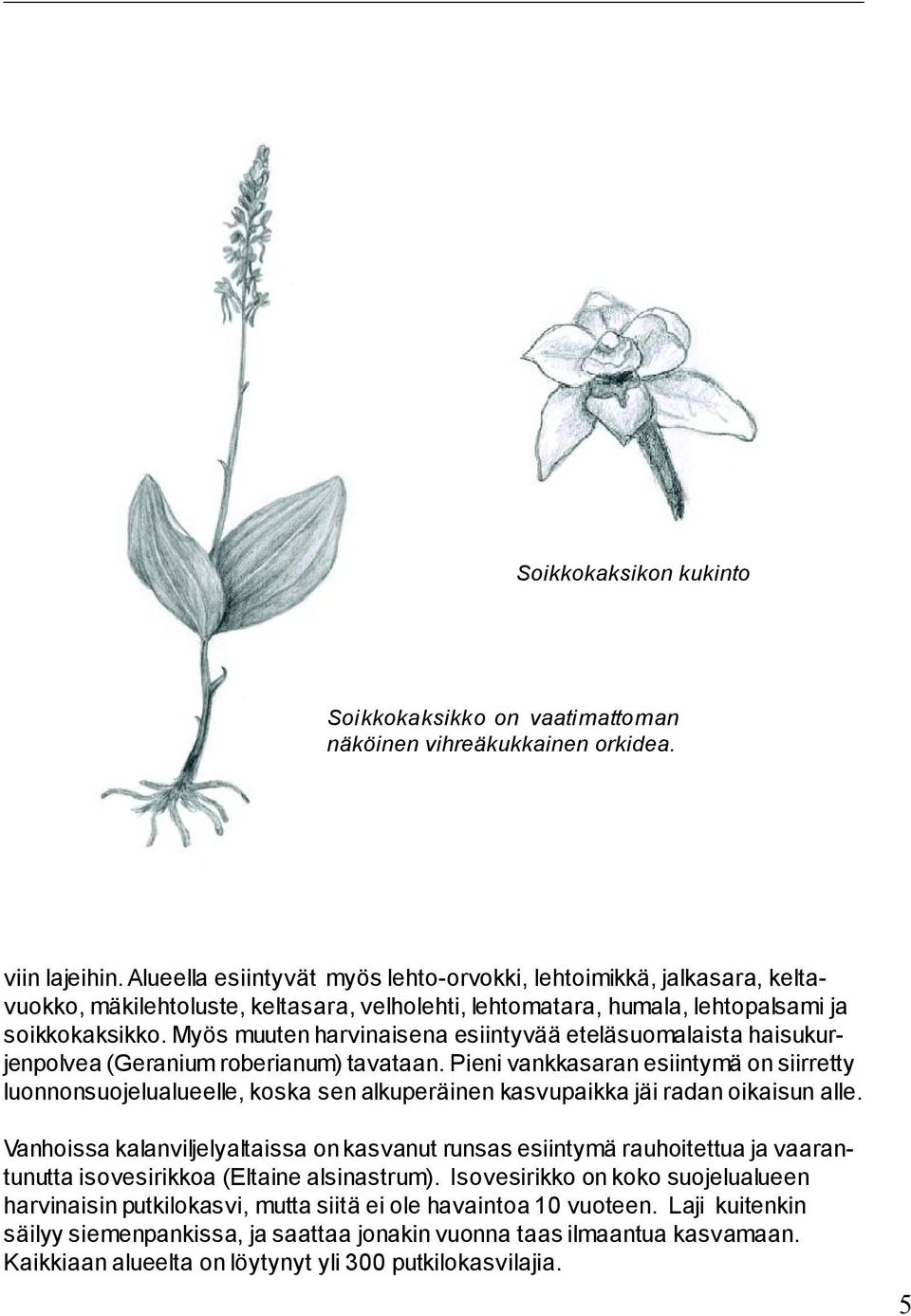 Myös muuten harvinaisena esiintyvää eteläsuomalaista haisukurjenpolvea (Geranium roberianum) tavataan.