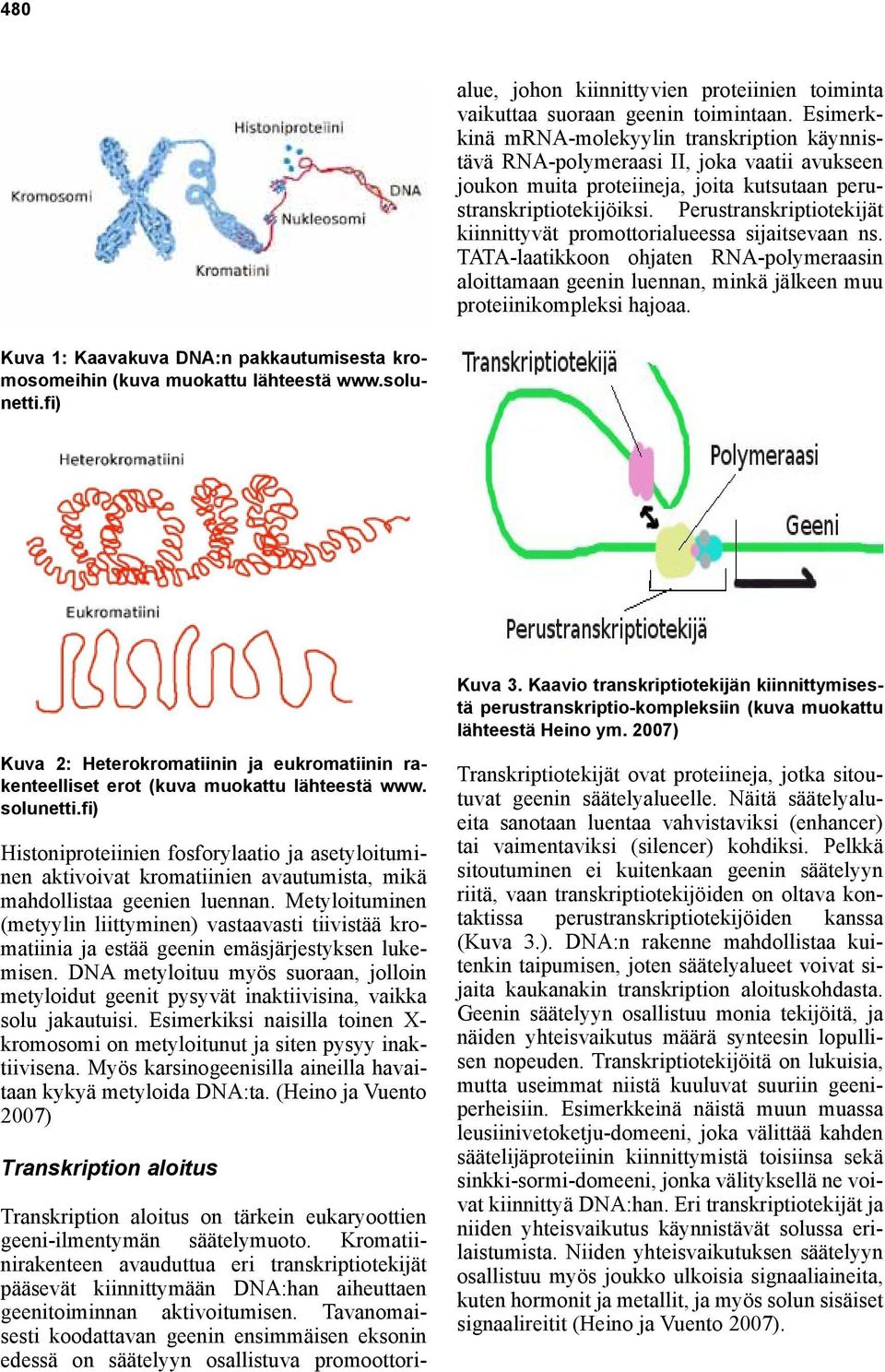 Perustranskriptiotekijät kiinnittyvät promottorialueessa sijaitsevaan ns. TATA-laatikkoon ohjaten RNA-polymeraasin aloittamaan geenin luennan, minkä jälkeen muu proteiinikompleksi hajoaa.