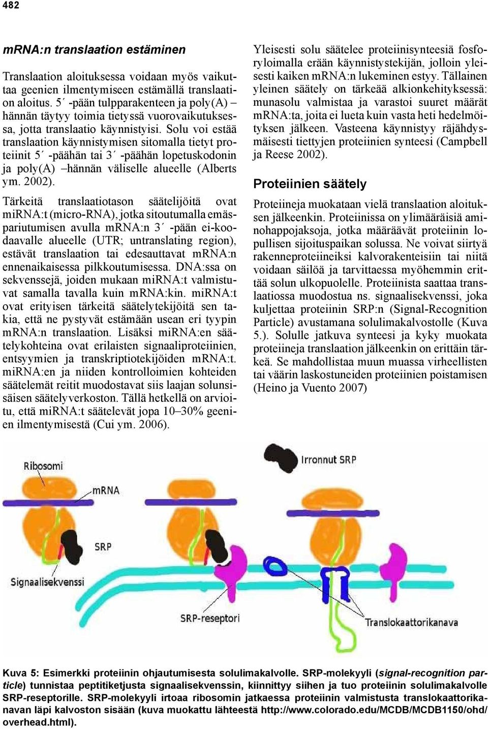 Solu voi estää translaation käynnistymisen sitomalla tietyt proteiinit 5 -päähän tai 3 -päähän lopetuskodonin ja poly(a) hännän väliselle alueelle (Alberts ym. 2002).