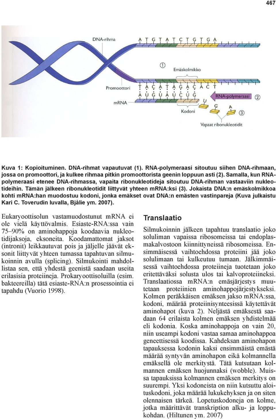 Jokaista DNA:n emäskolmikkoa kohti mrna:han muodostuu kodoni, jonka emäkset ovat DNA:n emästen vastinpareja (Kuva julkaistu Kari C. Toverudin luvalla, Bjålie ym. 2007).