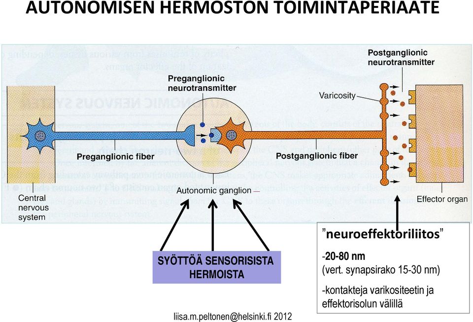 HERMOISTA -20-80 nm (vert.