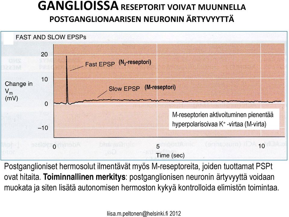 ilmentävät myös M-reseptoreita, joiden tuottamat PSPt ovat hitaita.