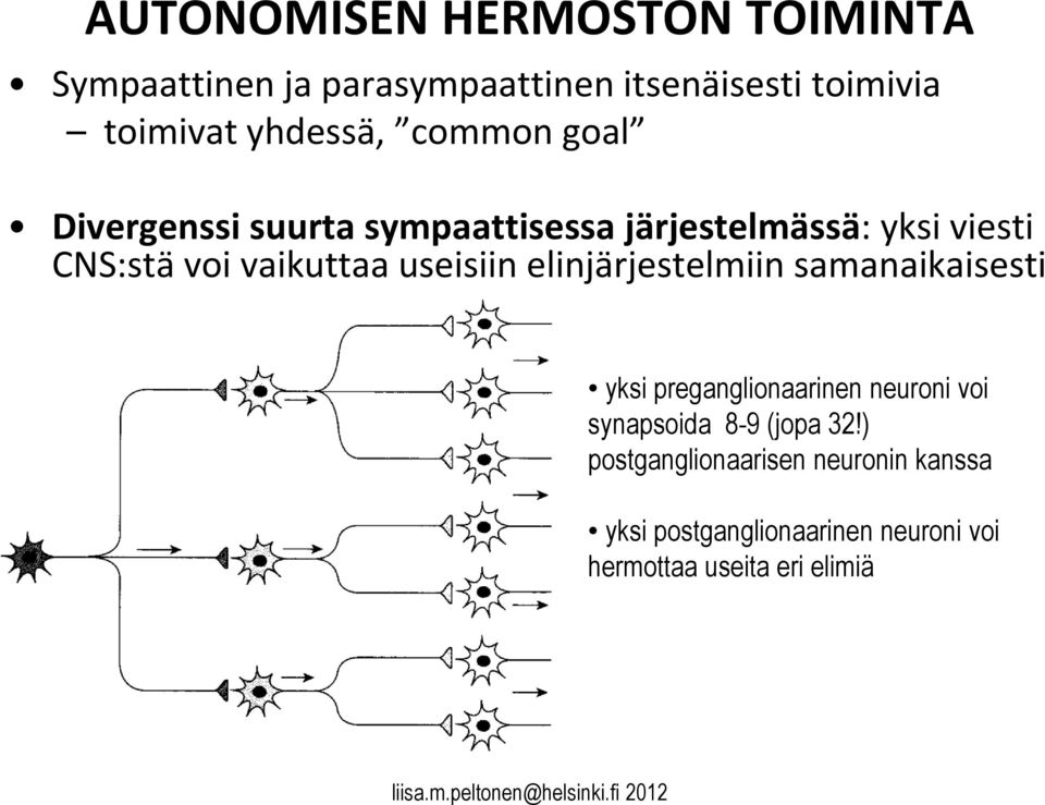 vaikuttaa useisiin elinjärjestelmiin samanaikaisesti yksi preganglionaarinen neuroni voi synapsoida