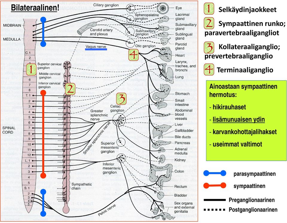 Kollateraaliganglio; prevertebraaliganglio Terminaaliganglio Ainoastaan