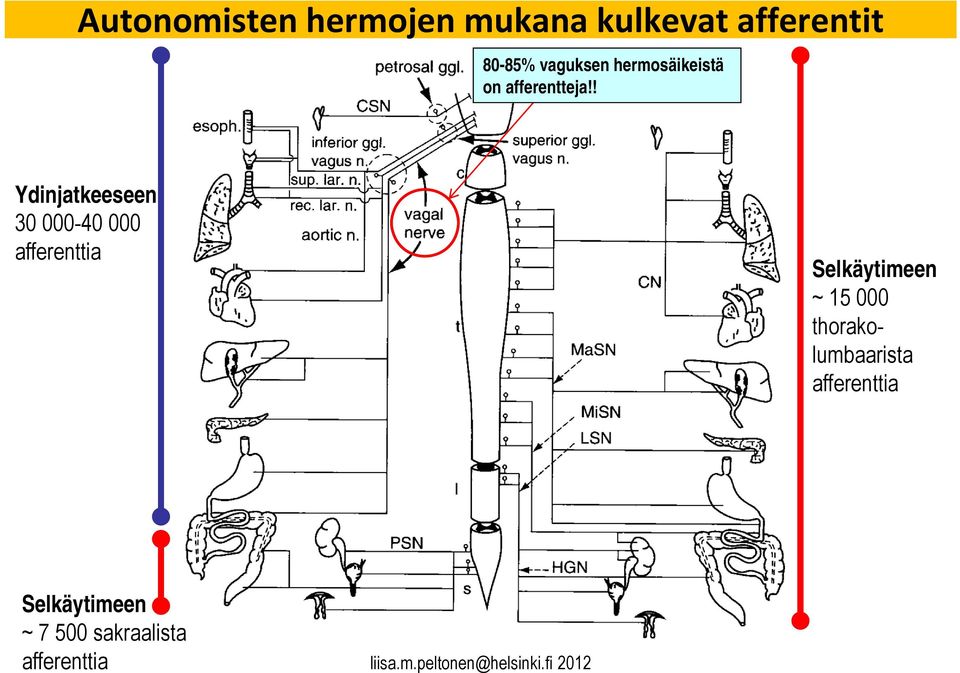 ! Ydinjatkeeseen 30 000-40 000 afferenttia Selkäytimeen ~