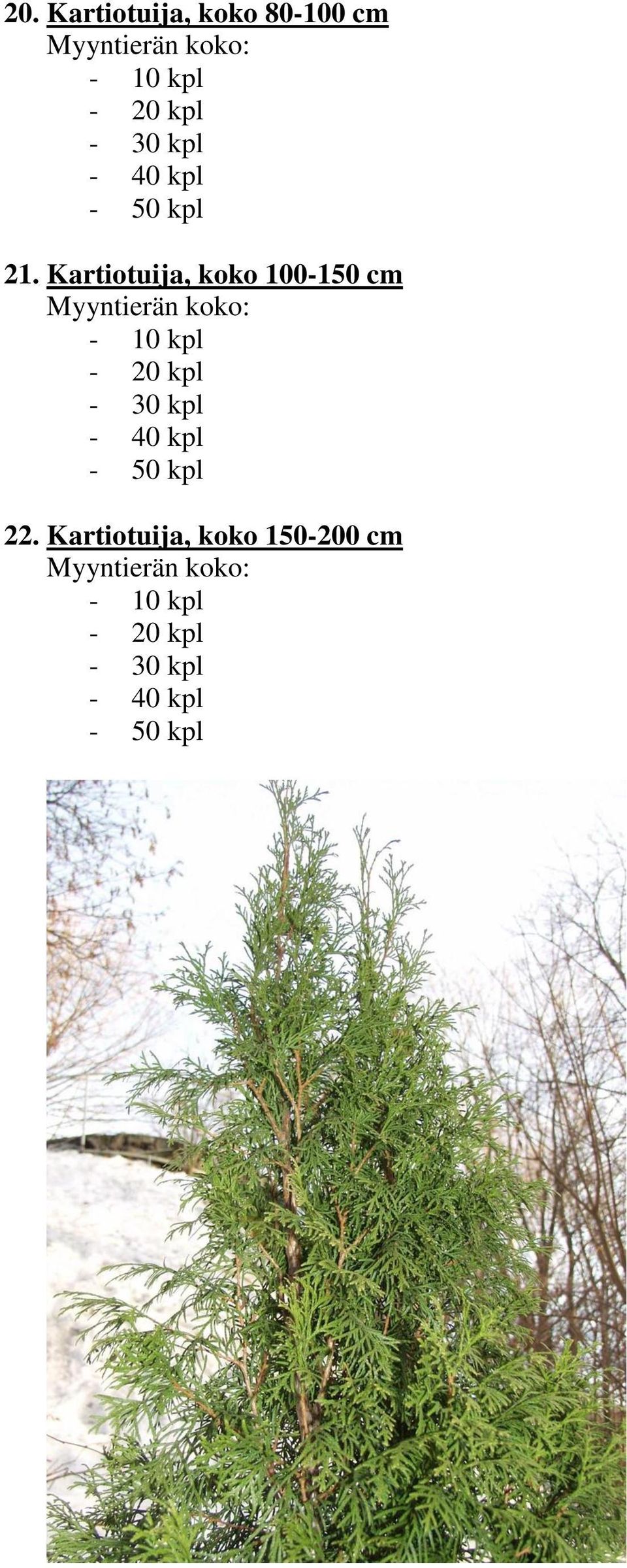 Kartiotuija, koko 100-150 cm - 30 kpl