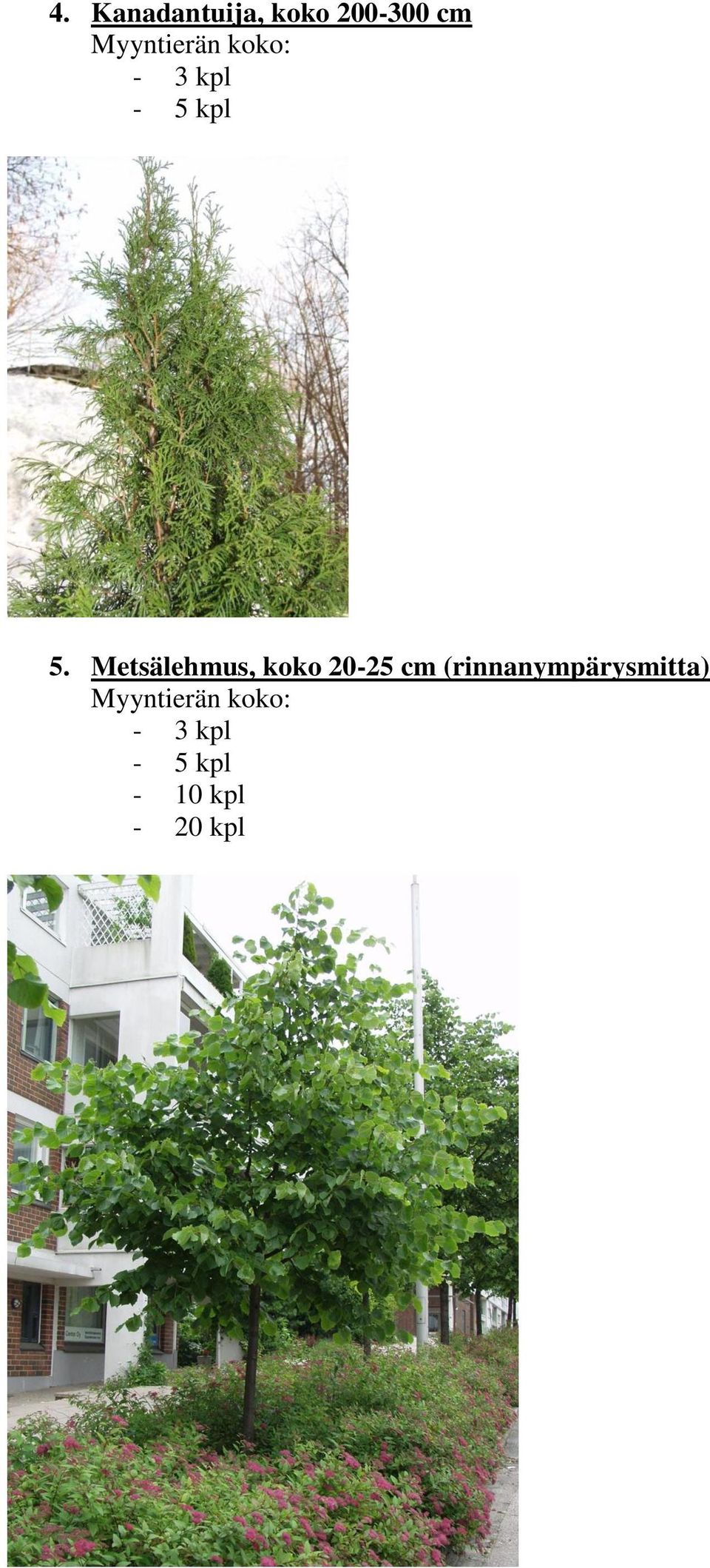 Metsälehmus, koko 20-25