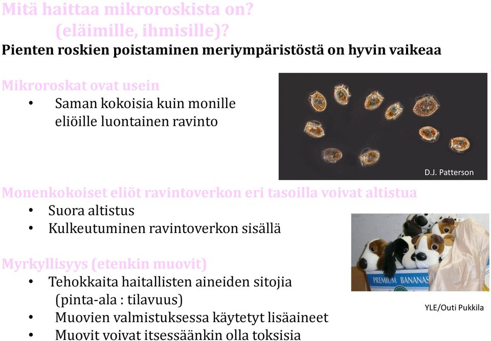 luontainen ravinto Monenkokoiset eliöt ravintoverkon eri tasoilla voivat altistua Suora altistus Kulkeutuminen ravintoverkon