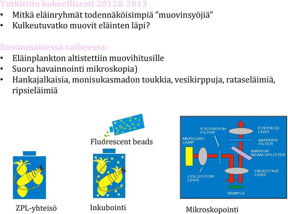 Ensimmäisessä vaiheessa: Eläinplankton altistettiin muovihitusille Suora havainnointi