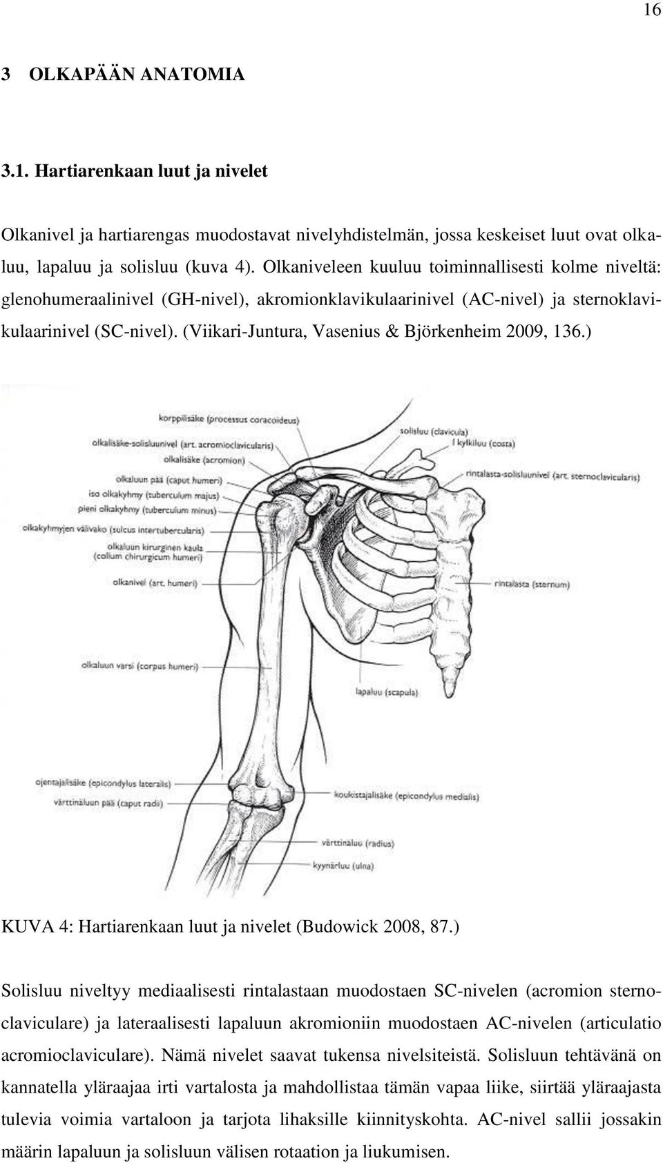 (Viikari-Juntura, Vasenius & Björkenheim 2009, 136.) KUVA 4: Hartiarenkaan luut ja nivelet (Budowick 2008, 87.