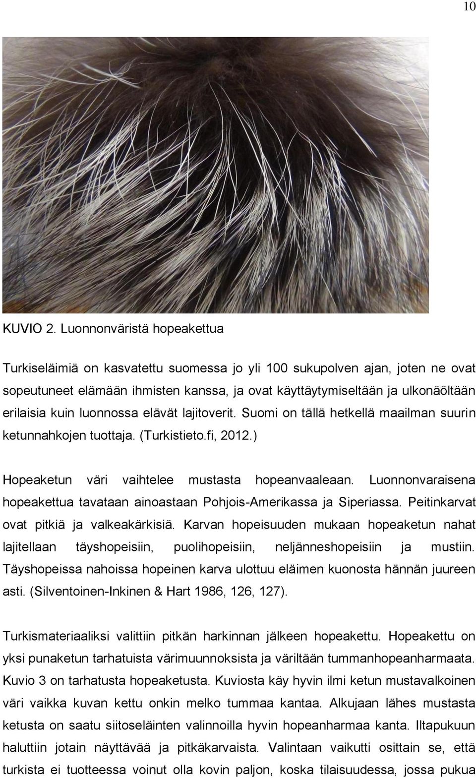 kuin luonnossa elävät lajitoverit. Suomi on tällä hetkellä maailman suurin ketunnahkojen tuottaja. (Turkistieto.fi, 2012.) Hopeaketun väri vaihtelee mustasta hopeanvaaleaan.
