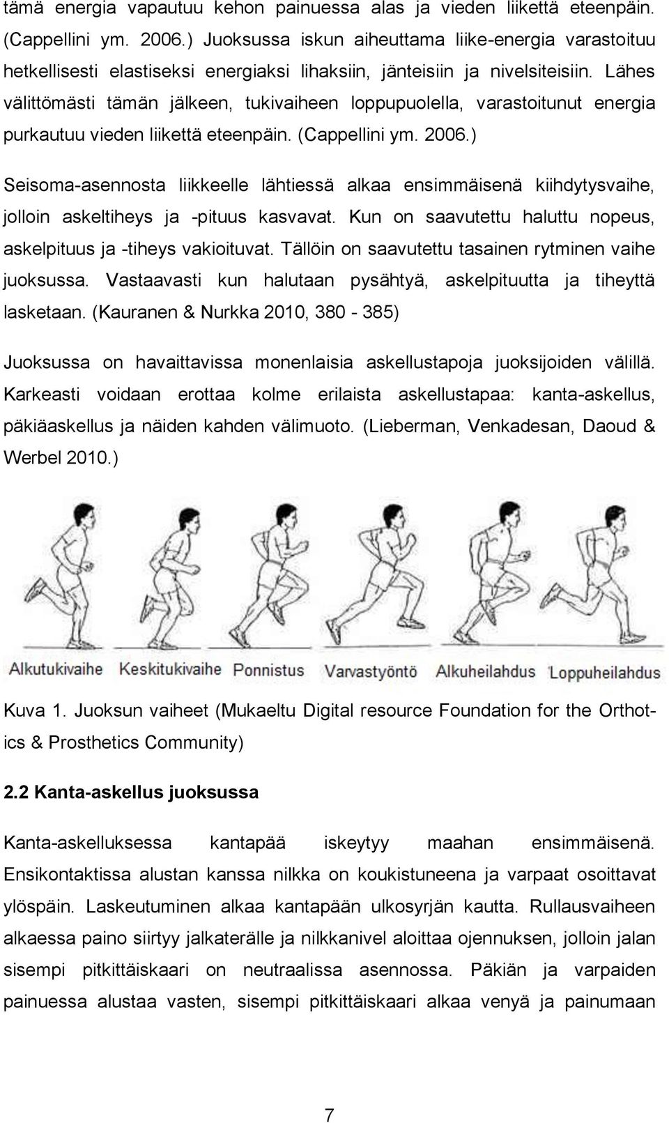 Lähes välittömästi tämän jälkeen, tukivaiheen loppupuolella, varastoitunut energia purkautuu vieden liikettä eteenpäin. (Cappellini ym. 2006.