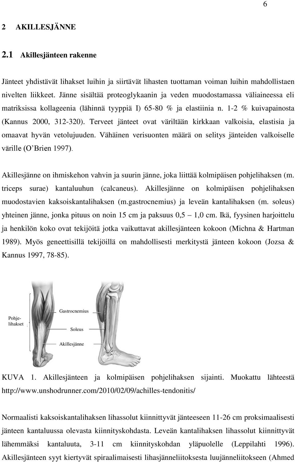 Terveet jänteet ovat väriltään kirkkaan valkoisia, elastisia ja omaavat hyvän vetolujuuden. Vähäinen verisuonten määrä on selitys jänteiden valkoiselle värille (O Brien 1997).