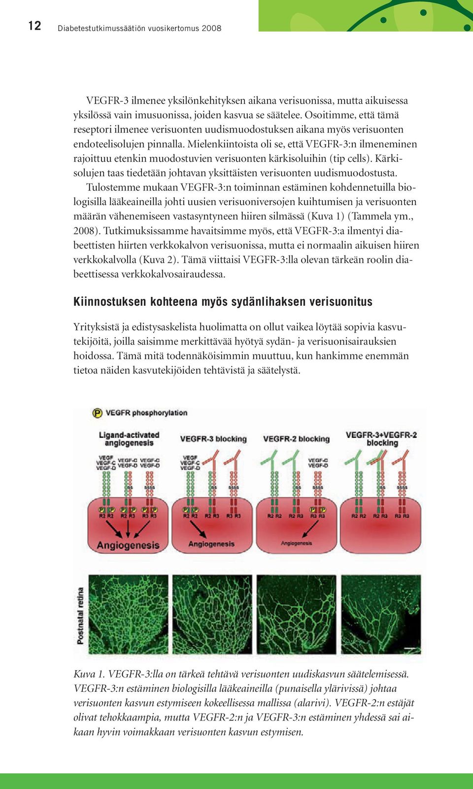 Mielenkiintoista oli se, että VEGFR-3:n ilmeneminen rajoittuu etenkin muodostuvien verisuonten kärkisoluihin (tip cells).