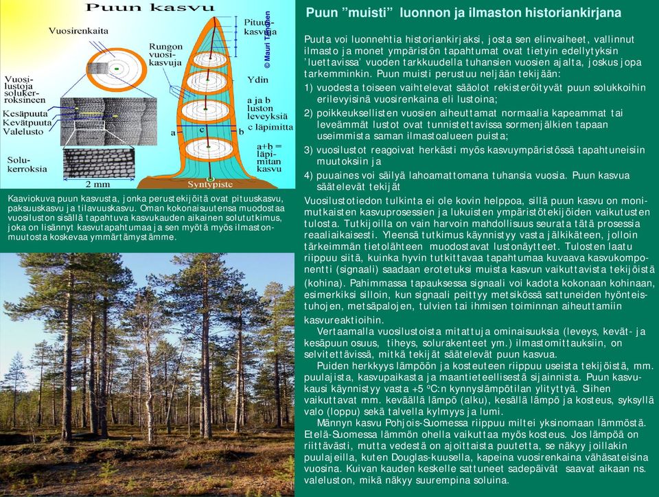 Mauri Timonen Puun muisti luonnon ja ilmaston historiankirjana Puuta voi luonnehtia historiankirjaksi, josta sen elinvaiheet, vallinnut ilmasto ja monet ympäristön tapahtumat ovat tietyin