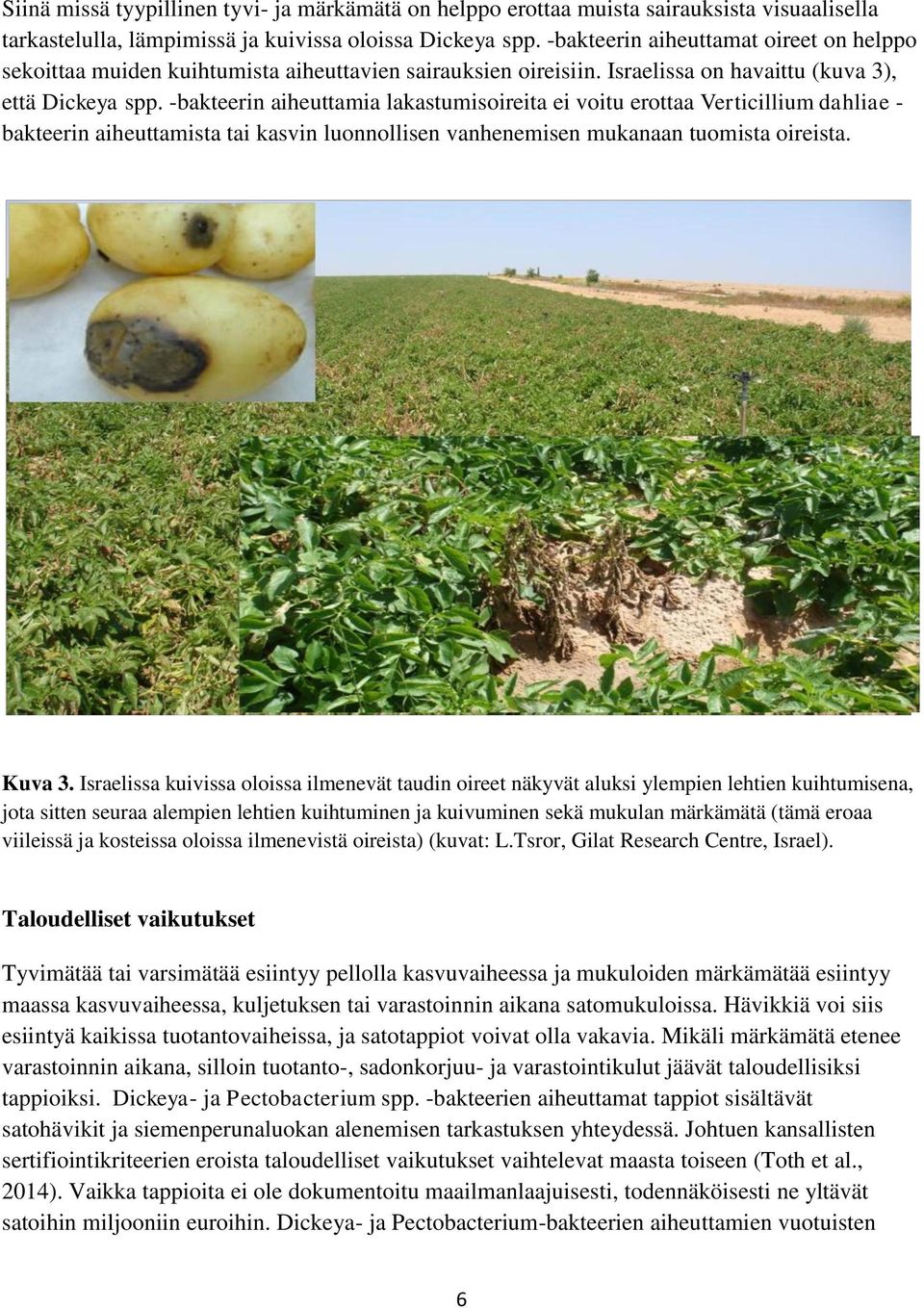 -bakteerin aiheuttamia lakastumisoireita ei voitu erottaa Verticillium dahliae - bakteerin aiheuttamista tai kasvin luonnollisen vanhenemisen mukanaan tuomista oireista. Kuva 3.
