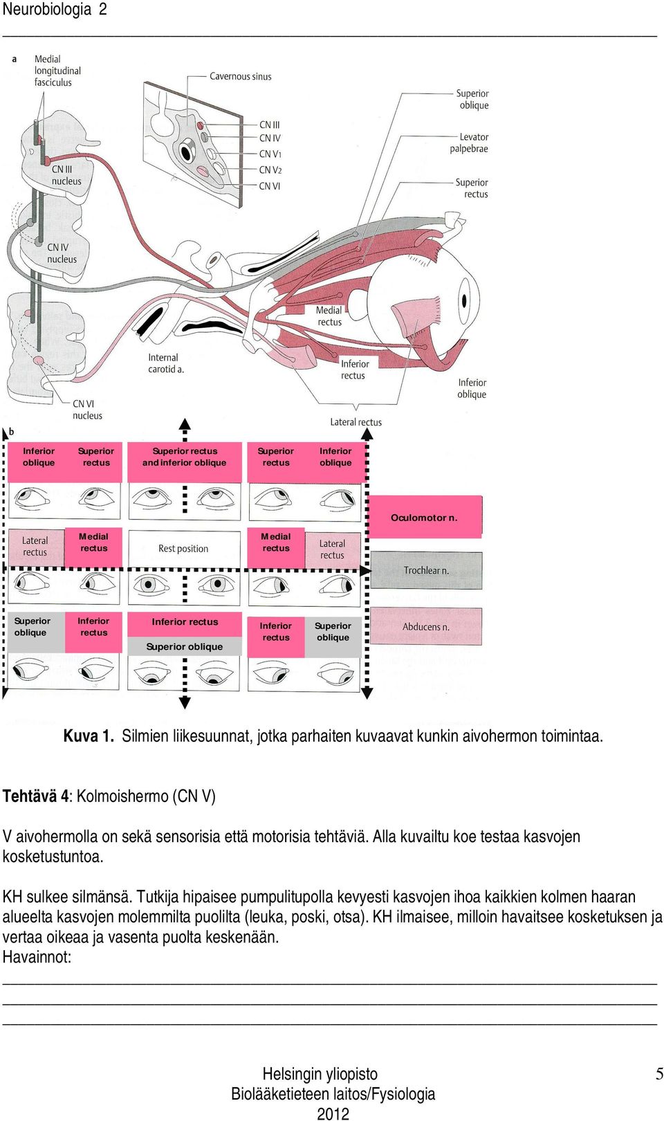 Silmien liikesuunnat, jotka parhaiten kuvaavat kunkin aivohermon toimintaa. Tehtävä 4: Kolmoishermo (CN V) V aivohermolla on sekä sensorisia että motorisia tehtäviä.