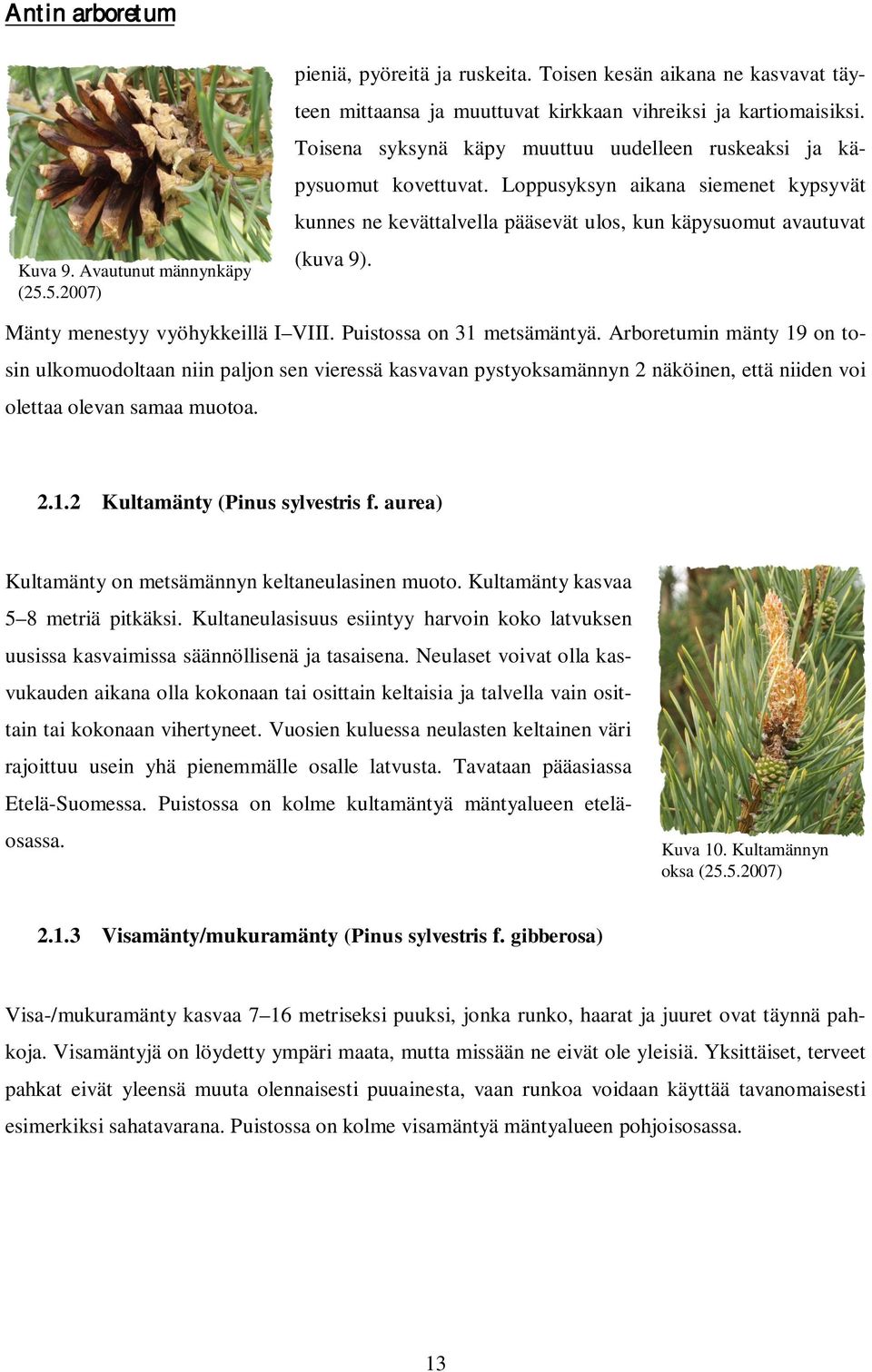 Mänty menestyy vyöhykkeillä I VIII. Puistossa on 31 metsämäntyä.