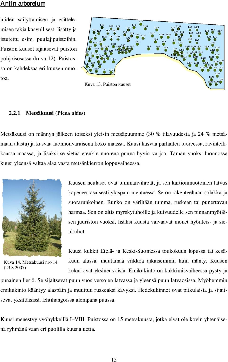 2.1 Metsäkuusi (Picea abies) Metsäkuusi on männyn jälkeen toiseksi yleisin metsäpuumme (30 % tilavuudesta ja 24 % metsämaan alasta) ja kasvaa luonnonvaraisena koko maassa.