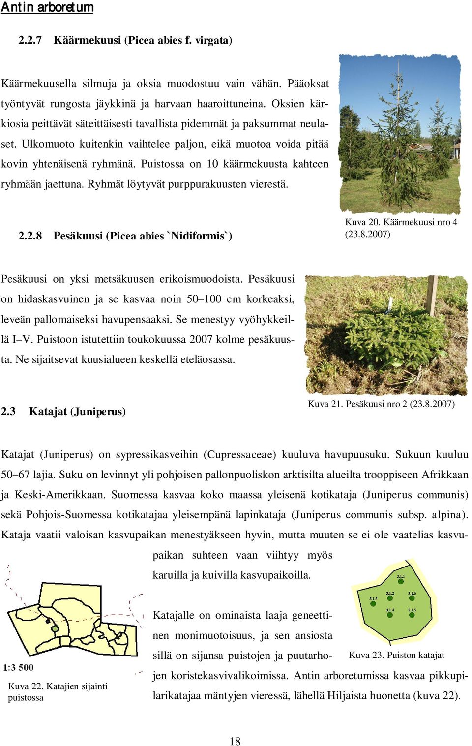 Puistossa on 10 käärmekuusta kahteen ryhmään jaettuna. Ryhmät löytyvät purppurakuusten vierestä. 2.2.8 Pesäkuusi (Picea abies `Nidiformis`) Kuva 20. Käärmekuusi nro 4 (23.8.2007) Pesäkuusi on yksi metsäkuusen erikoismuodoista.