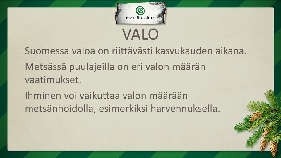 Metsässä puulajeilla on eri valon määrän