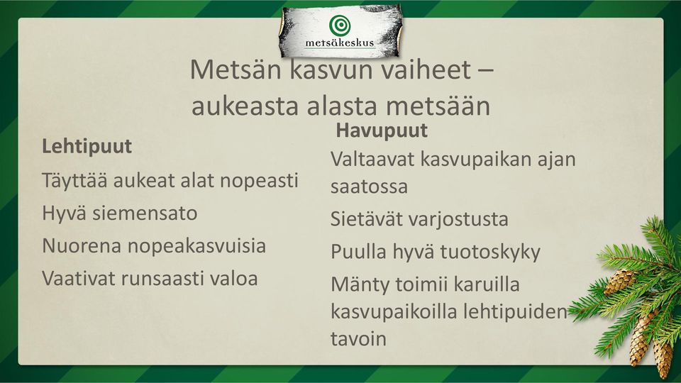 alasta metsään Havupuut Valtaavat kasvupaikan ajan saatossa Sietävät