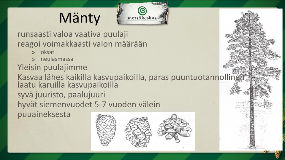 kasvupaikoilla, paras puuntuotannollinen laatu karuilla kasvupaikoilla