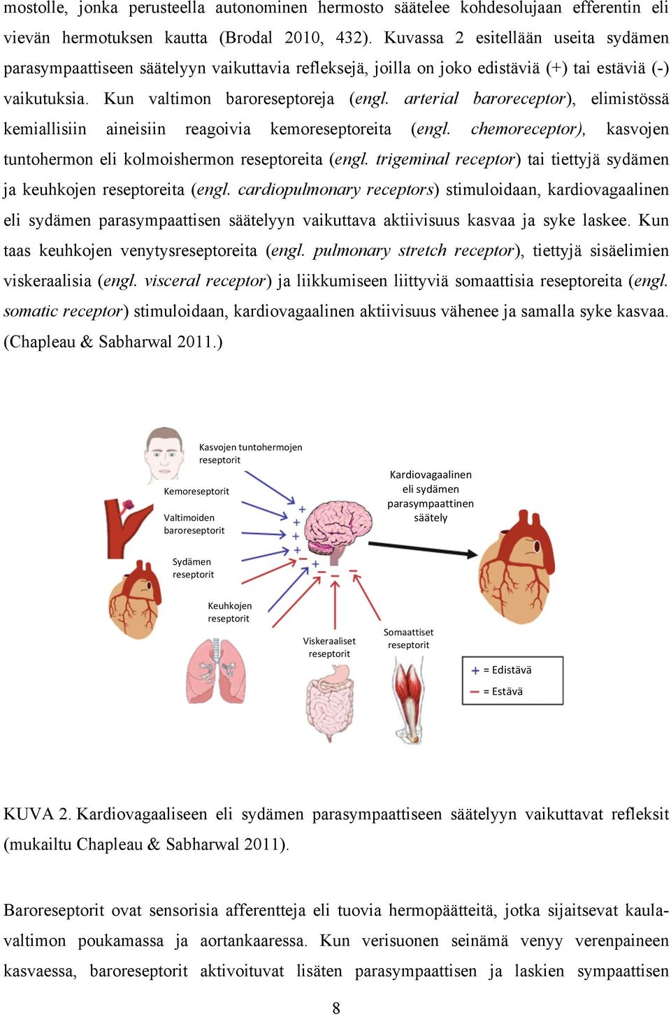 arterial baroreceptor), elimistössä kemiallisiin aineisiin reagoivia kemoreseptoreita (engl. chemoreceptor), kasvojen tuntohermon eli kolmoishermon reseptoreita (engl.