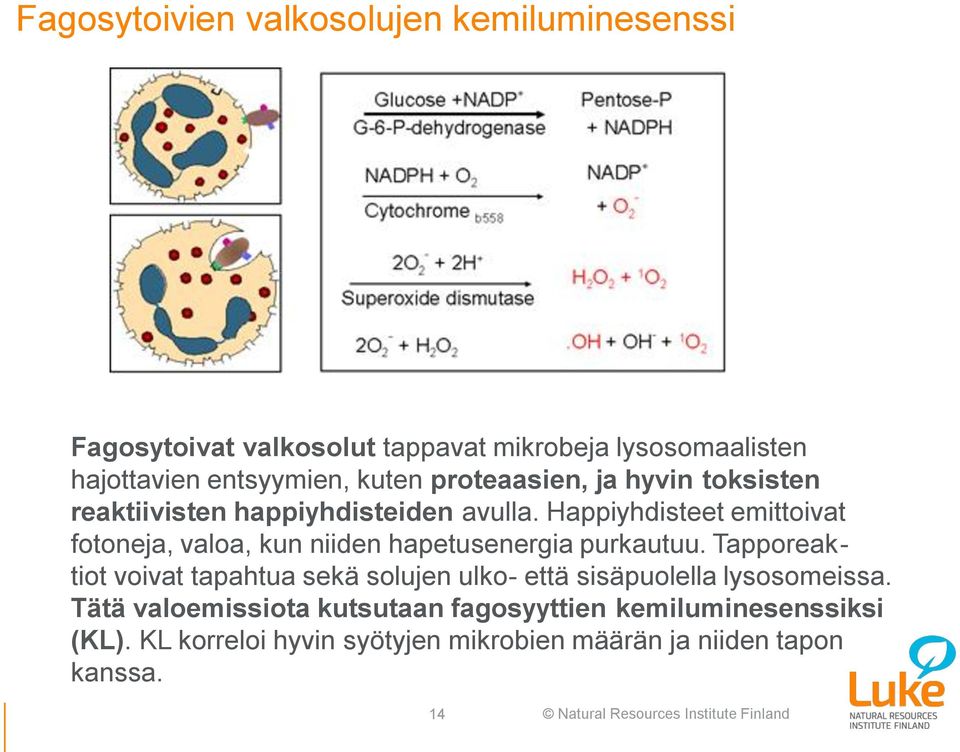 Happiyhdisteet emittoivat fotoneja, valoa, kun niiden hapetusenergia purkautuu.