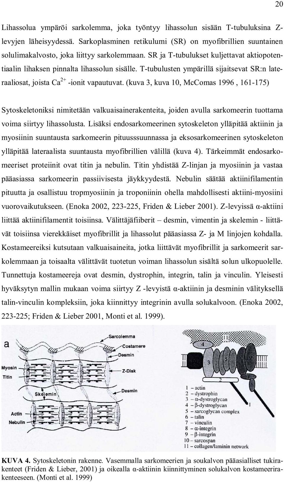 T-tubulusten ympärillä sijaitsevat SR:n lateraaliosat, joista Ca 2+ -ionit vapautuvat.