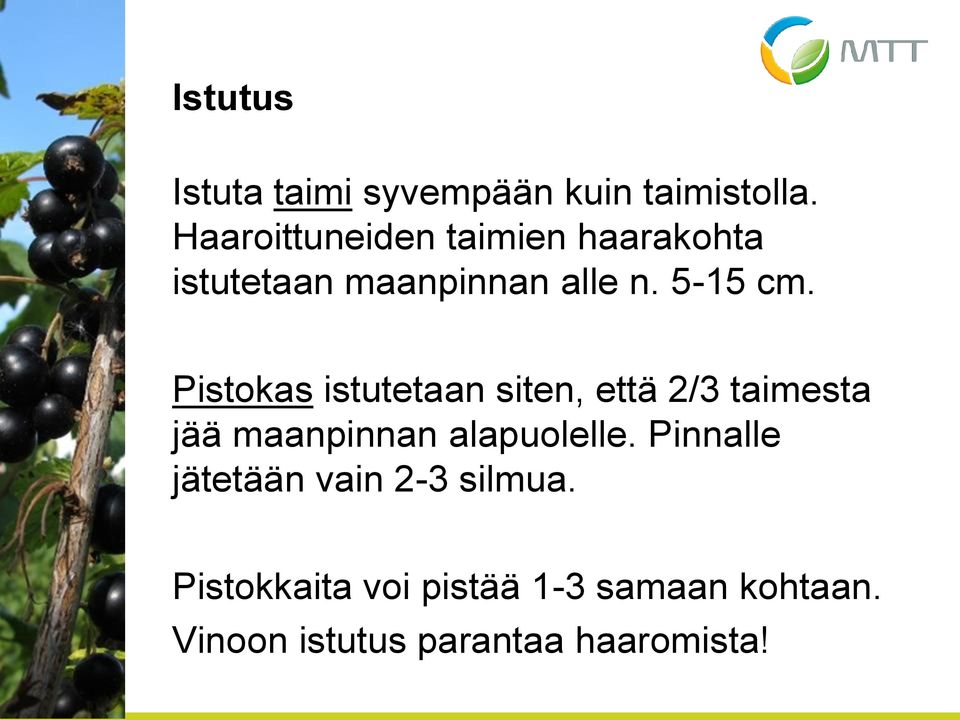 Pistokas istutetaan siten, että 2/3 taimesta jää maanpinnan alapuolelle.