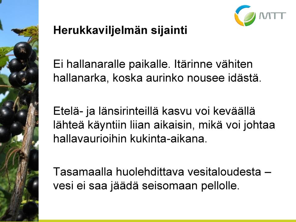 Etelä- ja länsirinteillä kasvu voi keväällä lähteä käyntiin liian aikaisin,