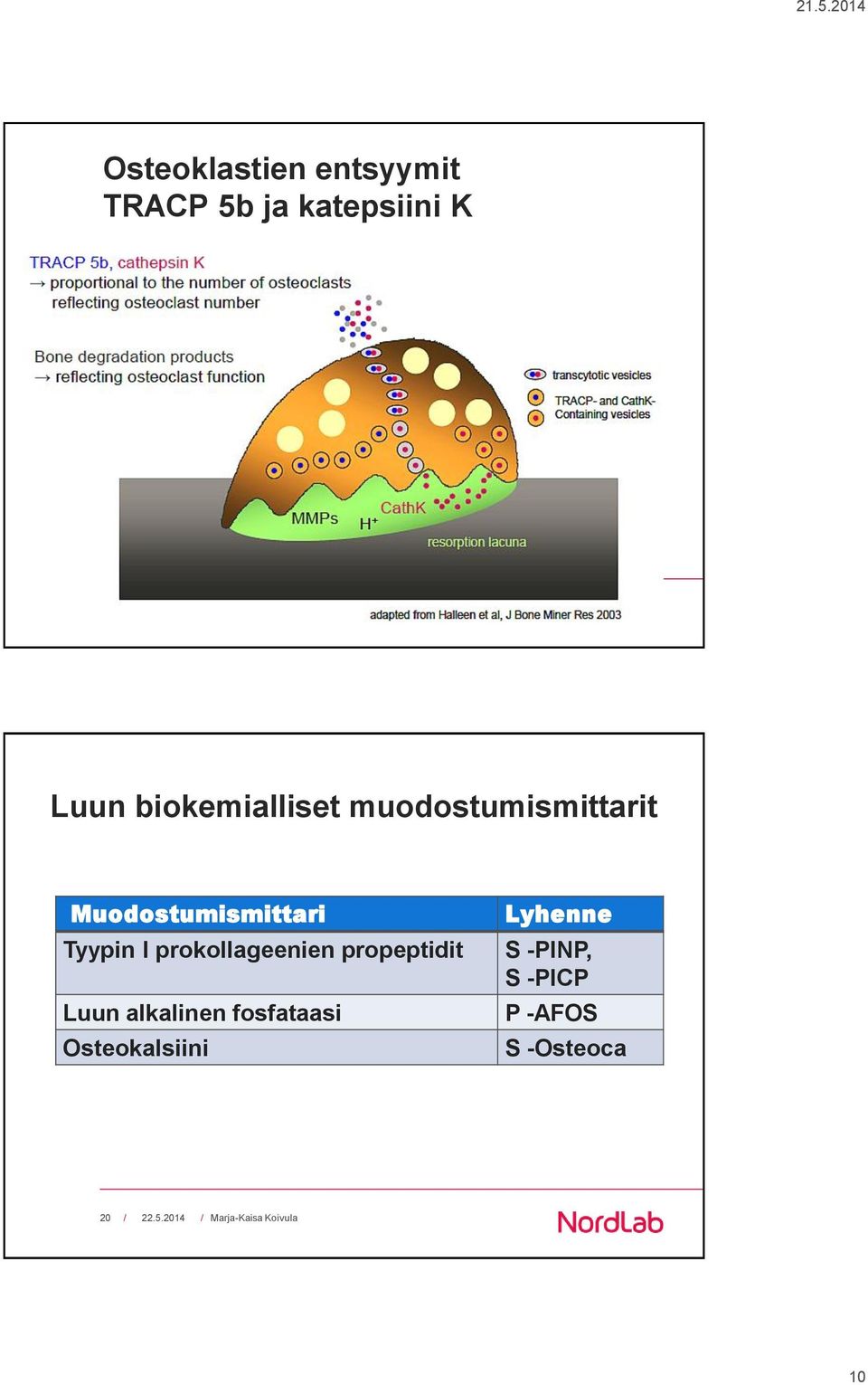 Tyypin I prokollageenien propeptidit Luun alkalinen