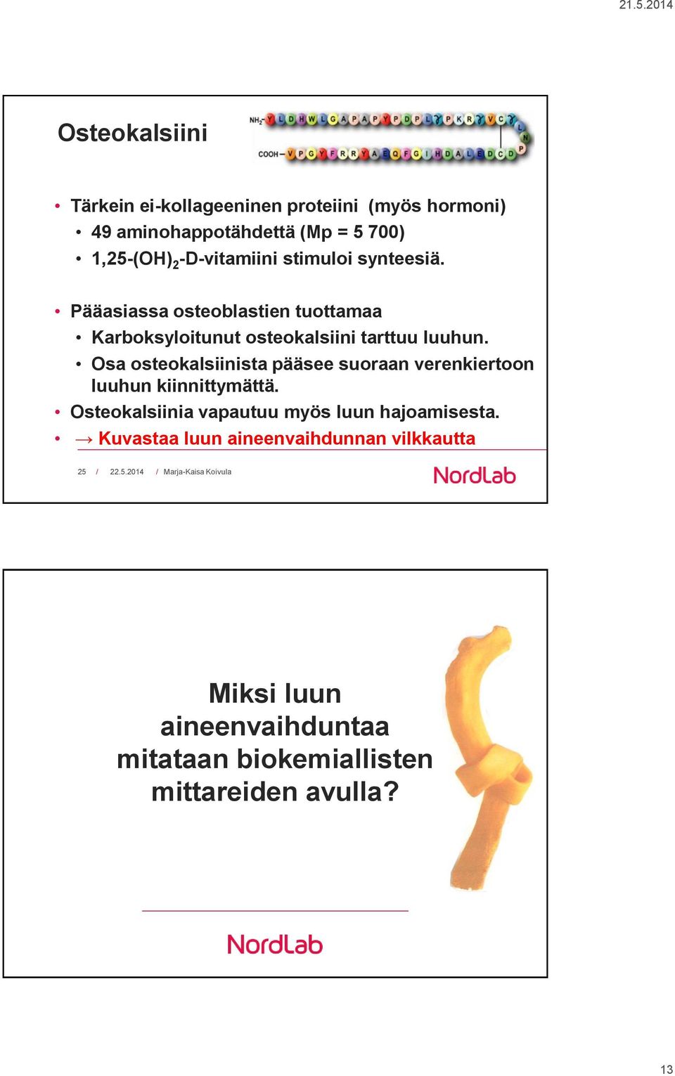 Osa osteokalsiinista pääsee suoraan verenkiertoon luuhun kiinnittymättä.