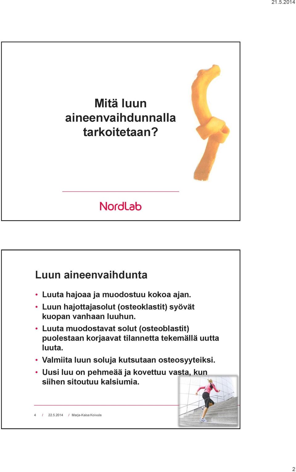 Luun hajottajasolut (osteoklastit) syövät kuopan vanhaan luuhun.