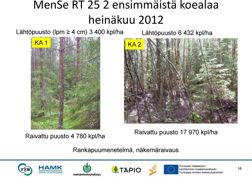 kpl/ha KA 1 KA 2 Raivattu puusto 4 780 kpl/ha