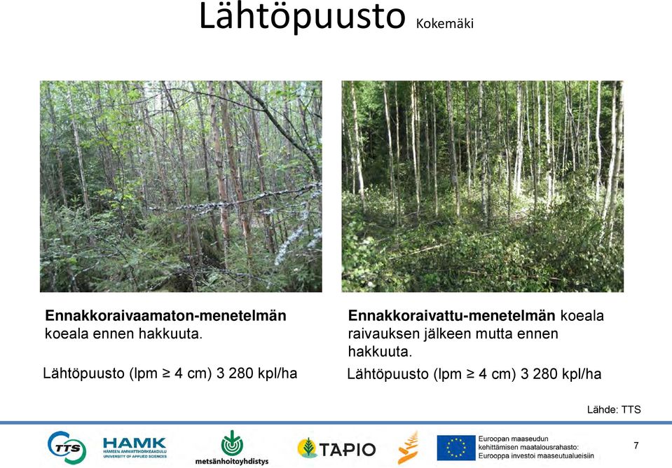 Lähtöpuusto (lpm 4 cm) 3 280 kpl/ha